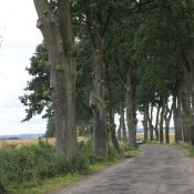 Typisch masurische Allee