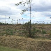 Zwischendurch wurde der Wald kilometerweit abgeholzt, kein schöner Anblick